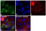 gamma Adaptin Antibody in Immunocytochemistry (ICC/IF)