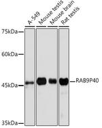 p40 Antibody in Western Blot (WB)