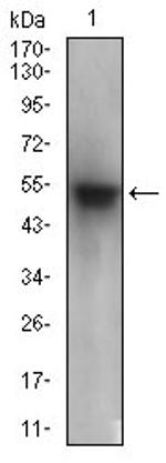 PON1 Antibody in Western Blot (WB)