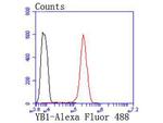 YBX1 Antibody in Flow Cytometry (Flow)