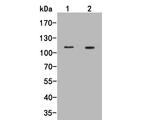 FAM62B Antibody in Western Blot (WB)