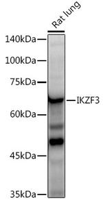 IKZF3 Antibody in Western Blot (WB)