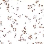 TRAP220 Antibody in Immunocytochemistry (ICC/IF)