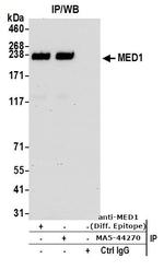 TRAP220 Antibody in Immunoprecipitation (IP)
