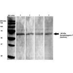 Synaptotagmin 7 Antibody in Western Blot (WB)