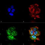 Synaptotagmin 7 Antibody in Immunocytochemistry (ICC/IF)