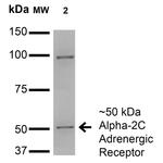 alpha-2c Adrenergic Receptor Antibody in Western Blot (WB)