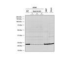 RAB1A Antibody in Western Blot (WB)