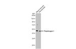 Pepsinogen I Antibody in Western Blot (WB)