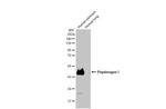 Pepsinogen I Antibody in Western Blot (WB)