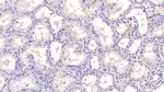 SHH Antibody in Immunohistochemistry (Paraffin) (IHC (P))