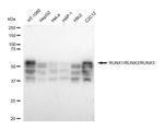 RUNX1/RUNX2/RUNX3 Antibody in Western Blot (WB)