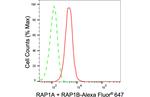 RAP1A/RAP1B Antibody in Flow Cytometry (Flow)