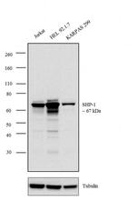 SHP-1 Antibody in Western Blot (WB)