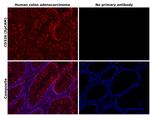 EpCAM Antibody in Immunohistochemistry (Paraffin) (IHC (P))