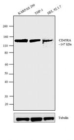 CD45RA Antibody in Western Blot (WB)
