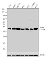 CDK4 Antibody in Western Blot (WB)