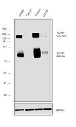 CD171 Antibody in Western Blot (WB)