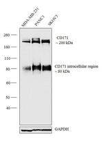 CD171 Antibody in Western Blot (WB)