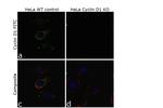 Cyclin D1 Antibody in Immunocytochemistry (ICC/IF)