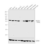 DNAJC3 Antibody in Western Blot (WB)