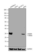 LIN28A Antibody in Western Blot (WB)