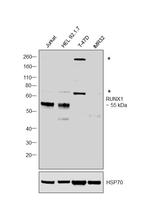 RUNX1 Antibody in Western Blot (WB)