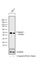 Caspase 1 Antibody