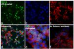 CXCL2 Antibody in Immunocytochemistry (ICC/IF)