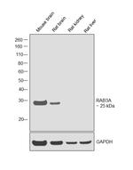 RAB3A Antibody in Western Blot (WB)