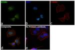 STUB1 Antibody in Immunocytochemistry (ICC/IF)