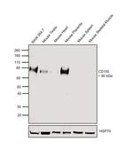 CD155 Antibody