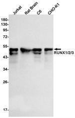 RUNX1/RUNX2/RUNX3 Antibody in Western Blot (WB)