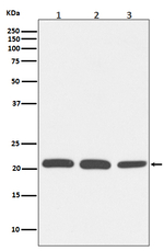 RAC1/RAC2/RAC3 Antibody in Western Blot (WB)