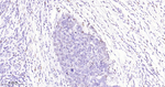 RUNX1/RUNX2/RUNX3 Antibody in Immunohistochemistry (Paraffin) (IHC (P))