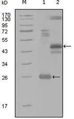 HGK Antibody in Western Blot (WB)