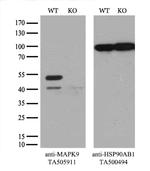 MAPK9 Antibody in Western Blot (WB)