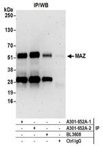 MAZ/SAF-1 Antibody in Western Blot (WB)