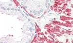 MC5R Antibody in Immunohistochemistry (Paraffin) (IHC (P))