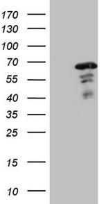 MEF2D Antibody in Western Blot (WB)