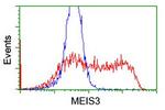 MEIS3 Antibody in Flow Cytometry (Flow)
