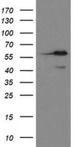 METAP2 Antibody in Western Blot (WB)