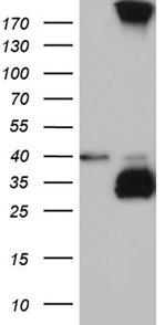 MGARP Antibody in Western Blot (WB)
