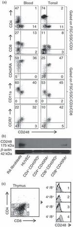 CD8 Antibody in Flow Cytometry (Flow)