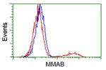 MMAB Antibody in Flow Cytometry (Flow)