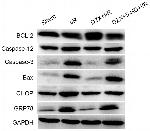 Caspase 3 Antibody in Western Blot (WB)
