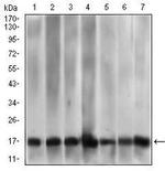 MRPL42 Antibody in Western Blot (WB)