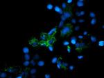 MRPS27 Antibody in Immunocytochemistry (ICC/IF)