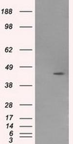 MTRF1L Antibody in Western Blot (WB)