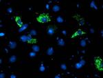 NDUFA5 Antibody in Immunocytochemistry (ICC/IF)